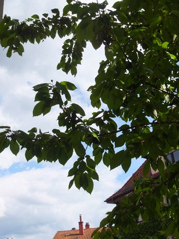 DSCF0852