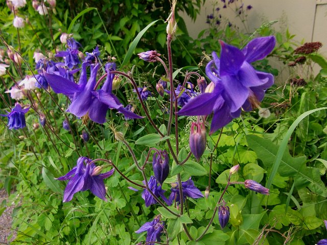 DSCF0821