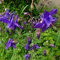 DSCF0821.JPG